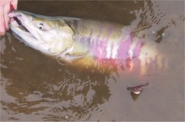 Adult Spawning Male Chum Salmon